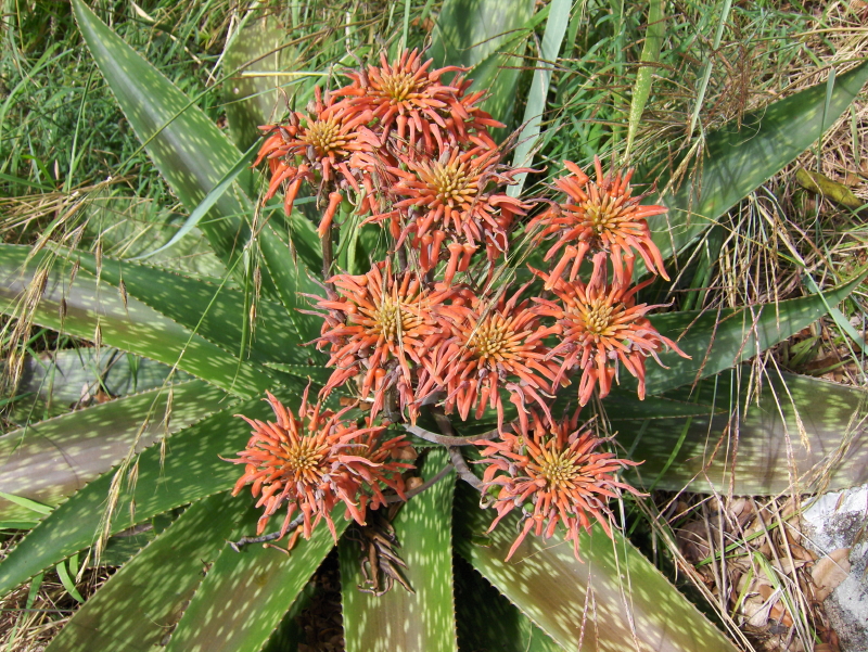 Aloe swynnertonii