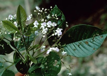 Vitex orinocensis