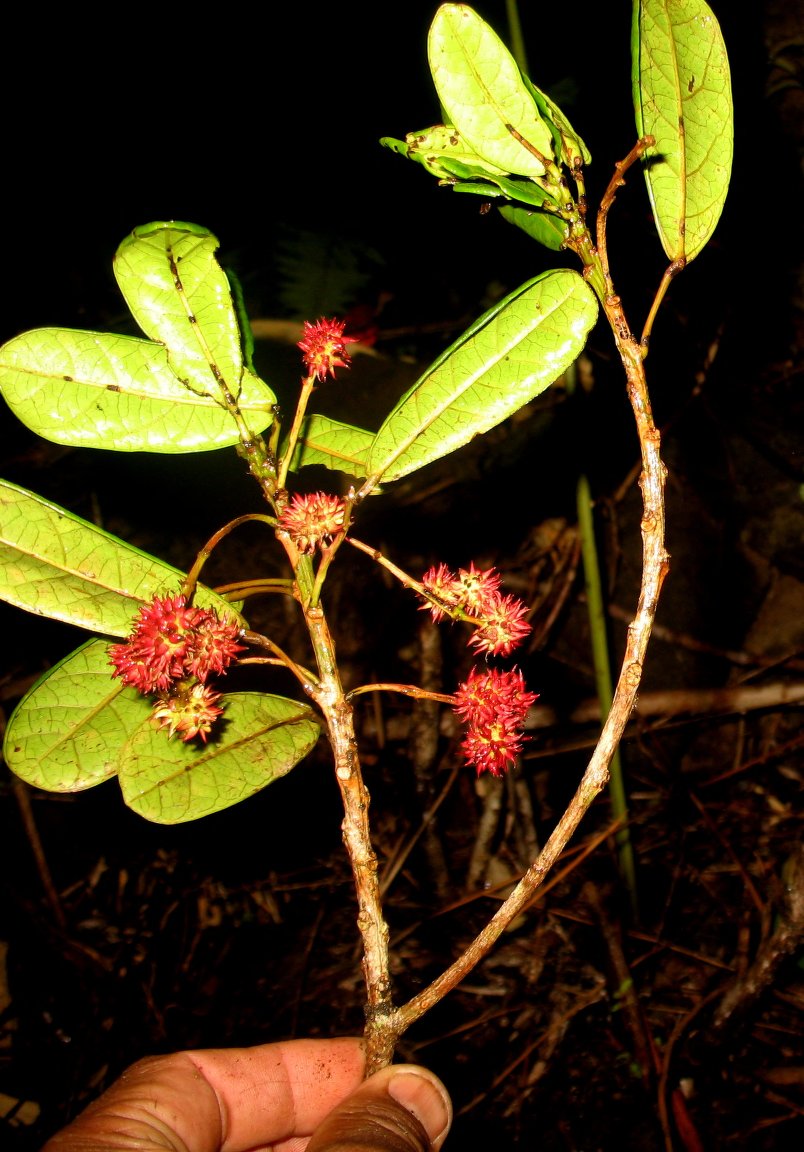 Macaranga echinocarpa