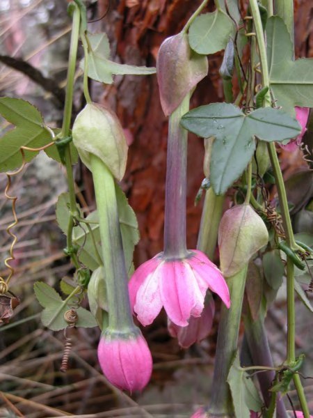 Passiflora cumbalensis