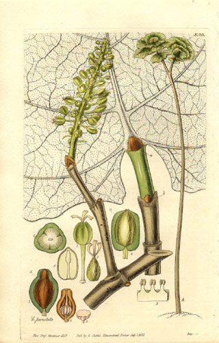 Coccoloba pubescens