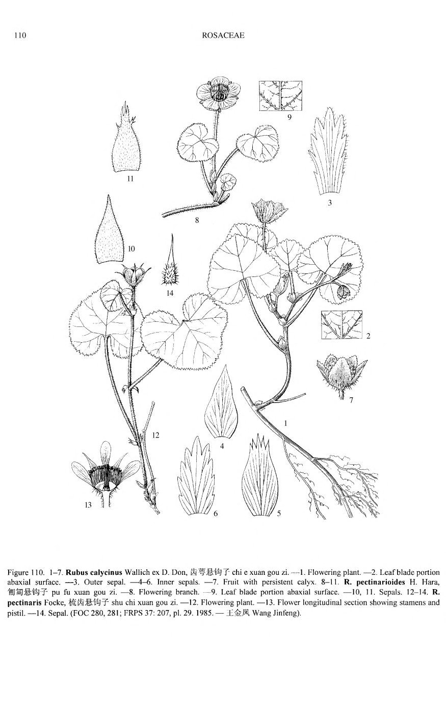 Rubus calycinus