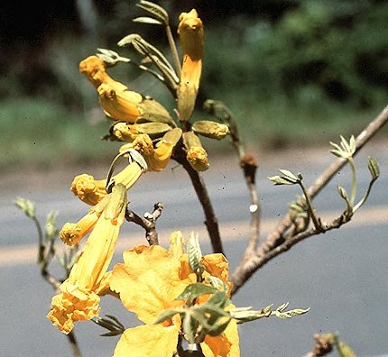 Handroanthus cristatus