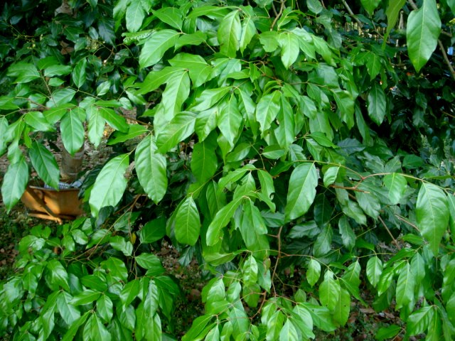 Archidendron jiringa