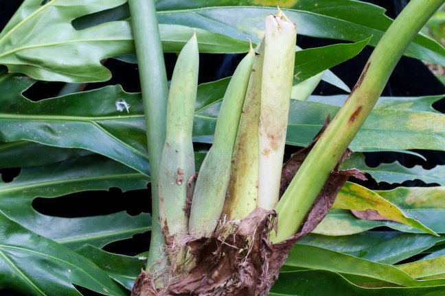 Philodendron radiatum