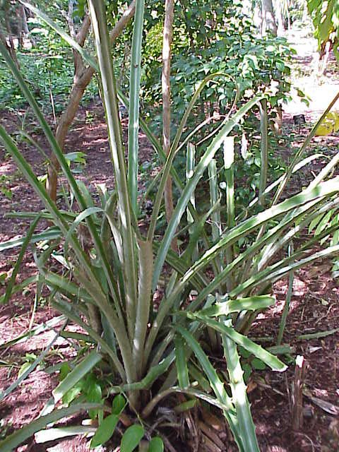 Bromelia karatas