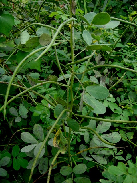 Senna obtusifolia