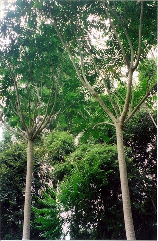 Polyscias murrayi