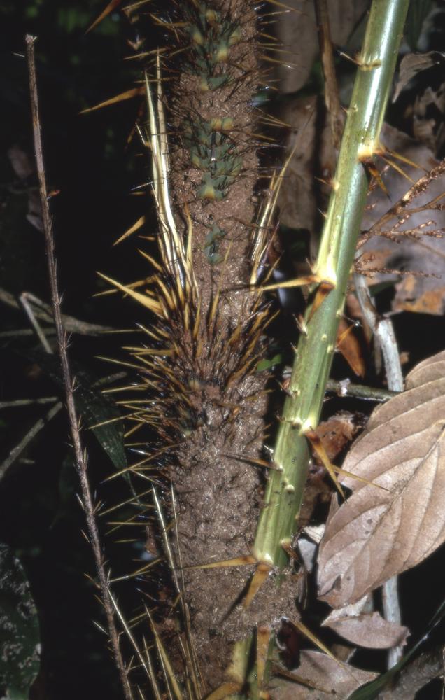 Daemonorops periacantha