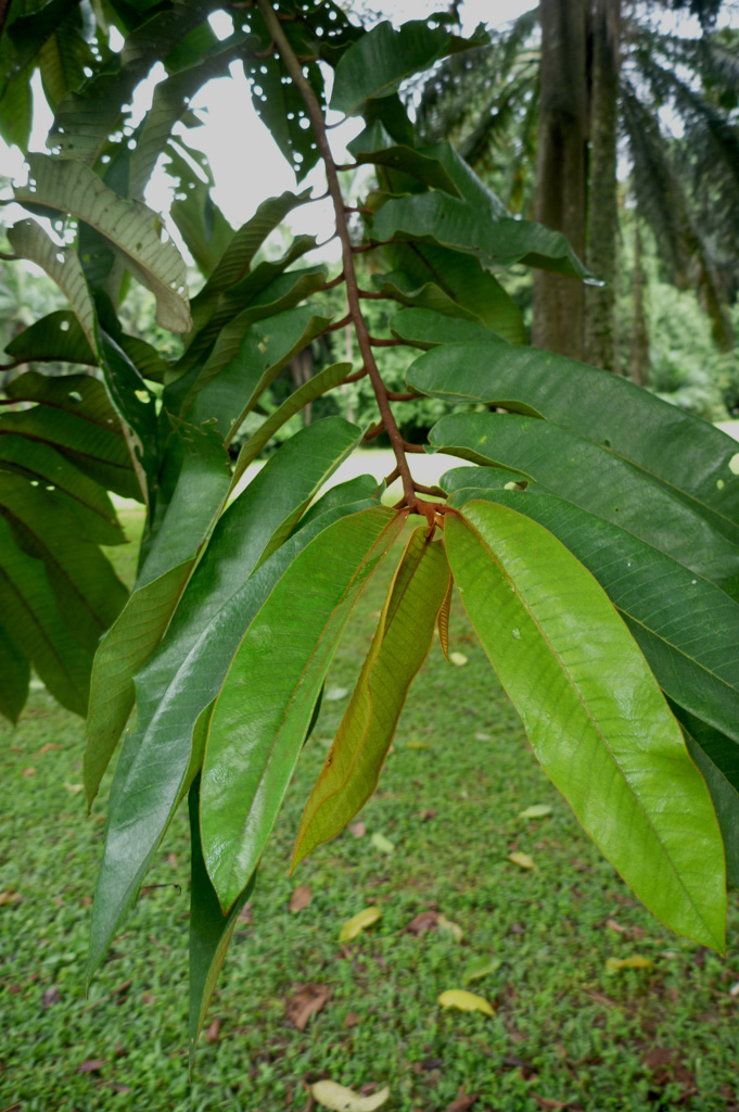 Pycnanthus angolensis