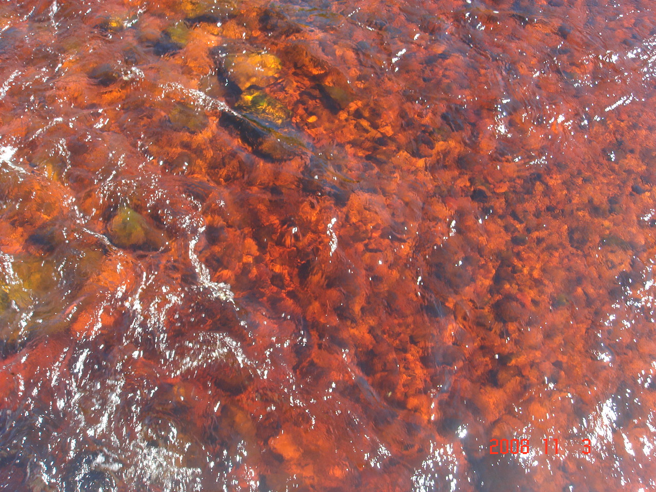 Погода в красной воде. Haematoxylum campechianum. Почему вода красная. Красная плесень в воде. Самая красная вода.