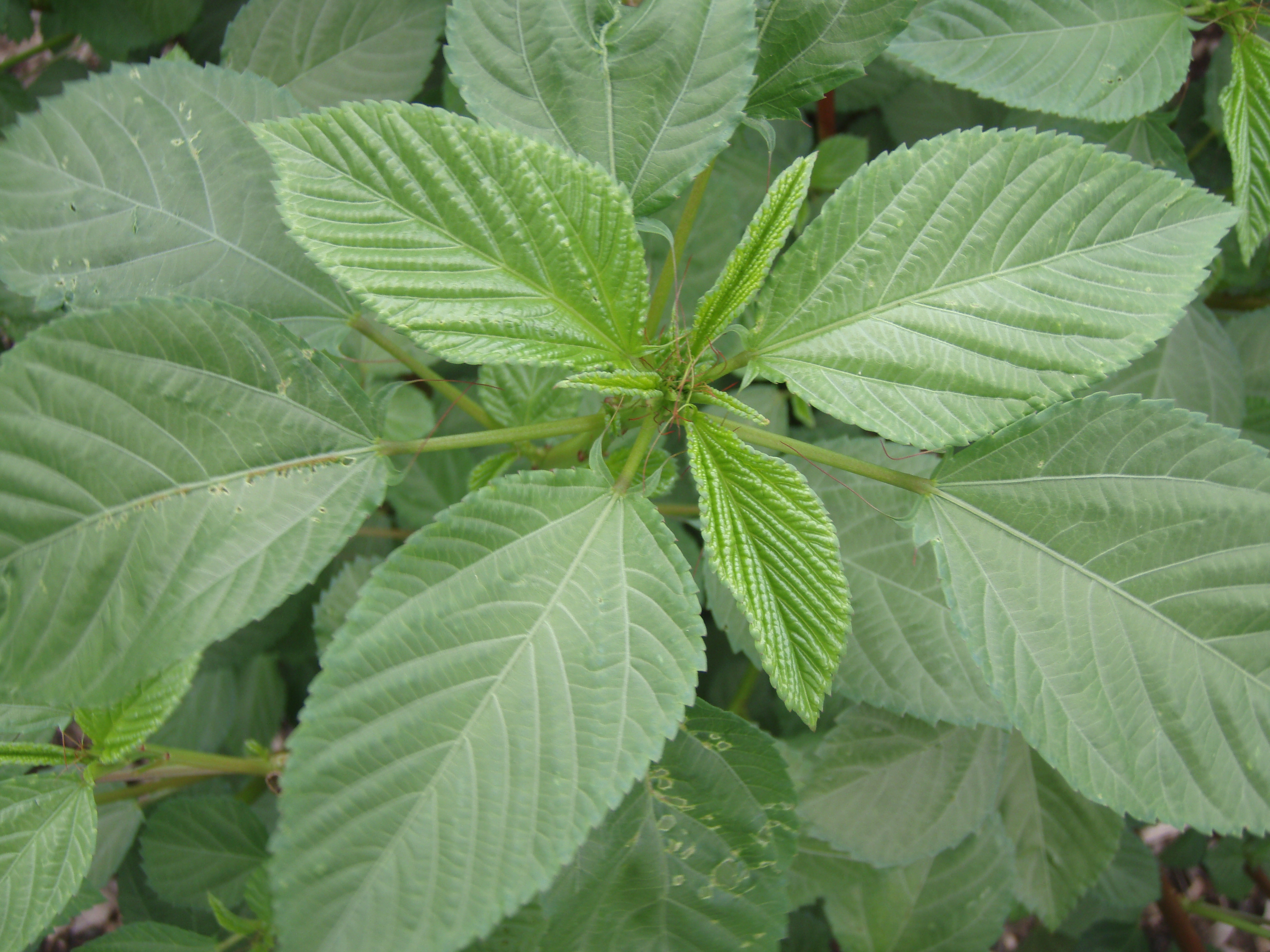 Image result for corchorus olitorius leaves