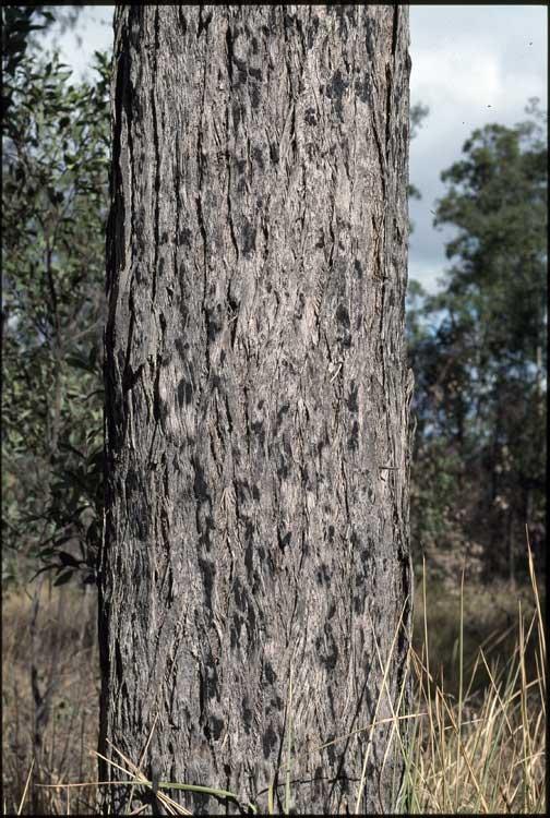 Eucalyptus pilularis