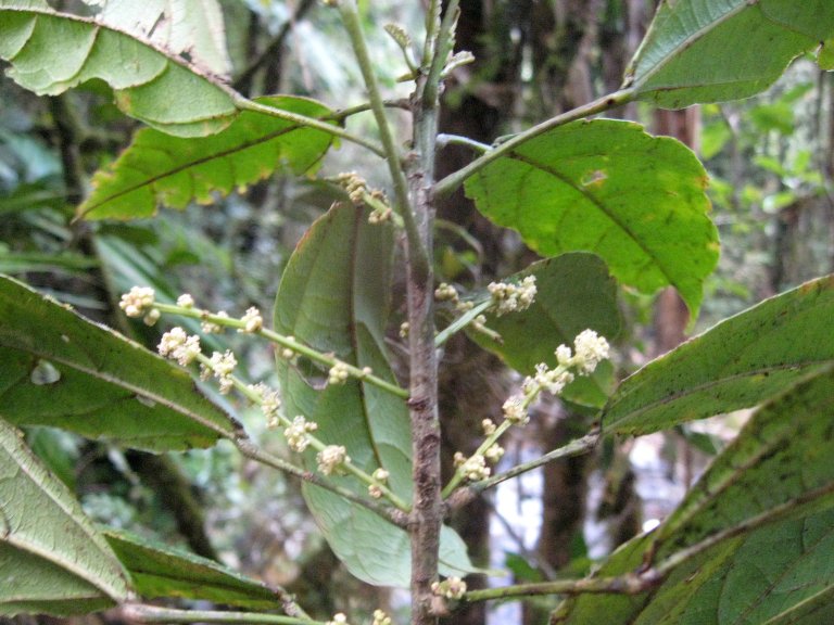 Macaranga echinocarpa