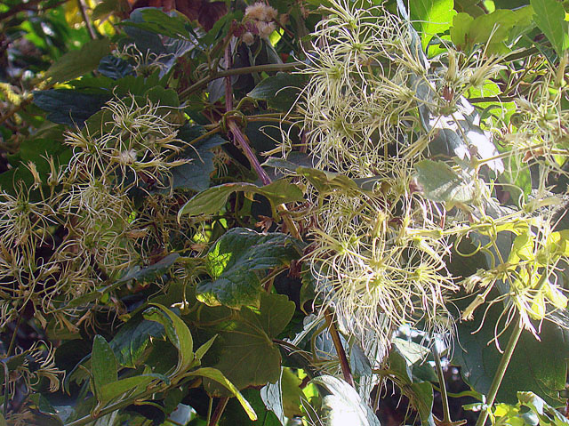 Clematis dioica