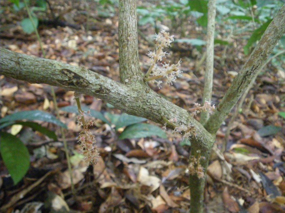 Maesobotrya floribunda