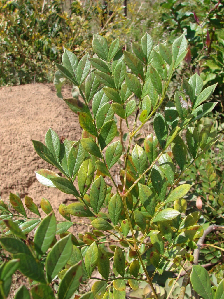 Jacaranda macrantha