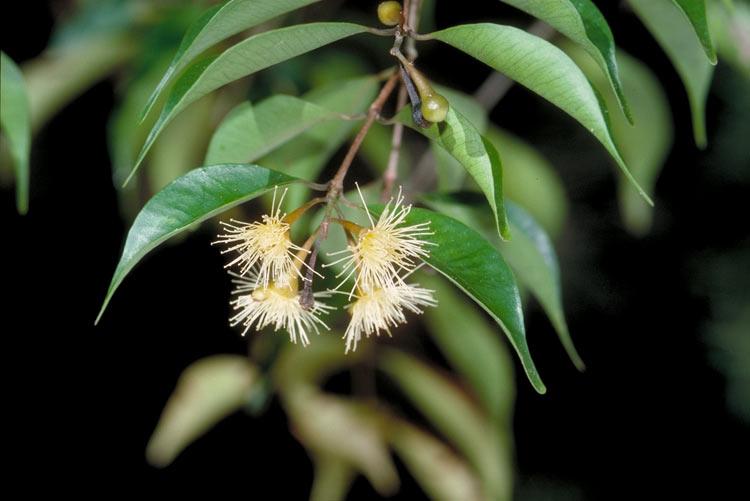 Syzygium canicortex