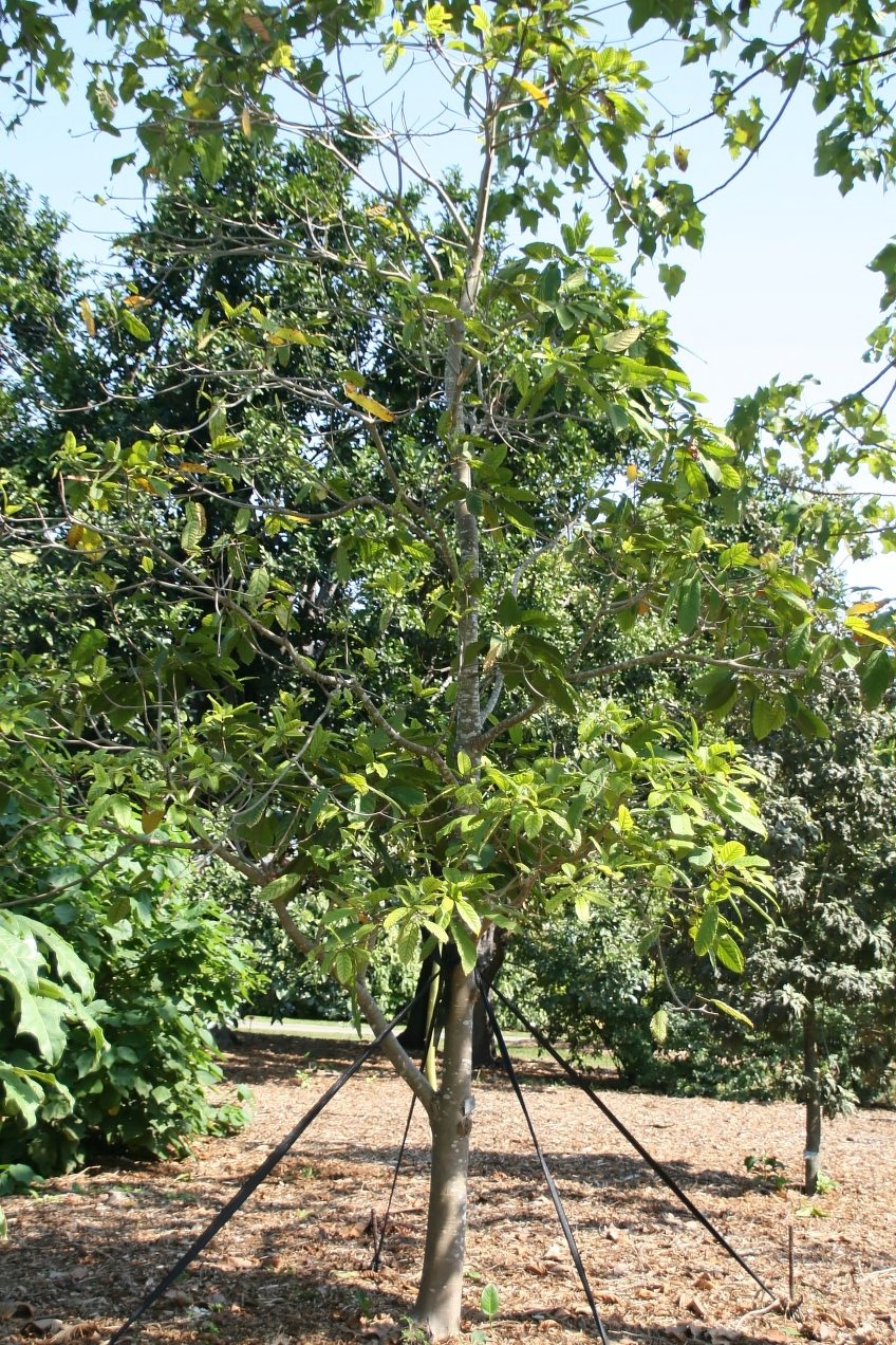 Sterculia parviflora