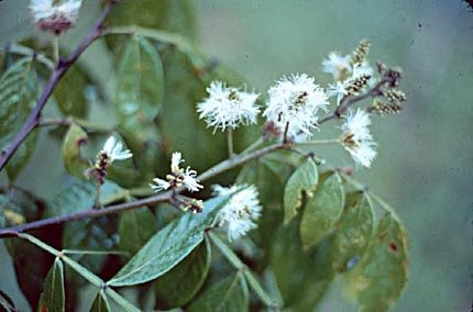 Inga densiflora