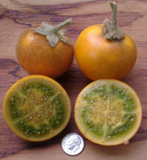 Solanum quitoense