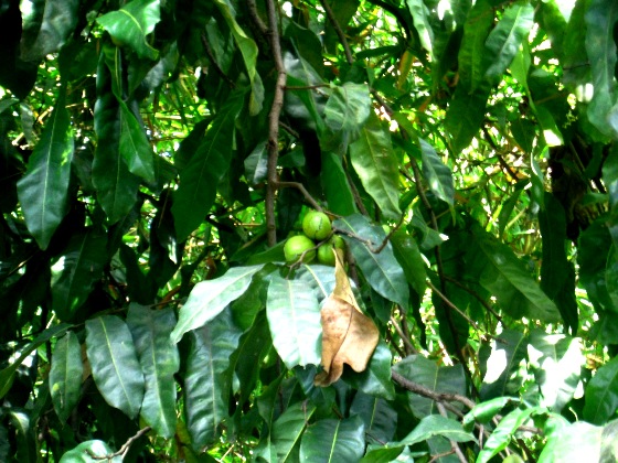 Inocarpus fagifer