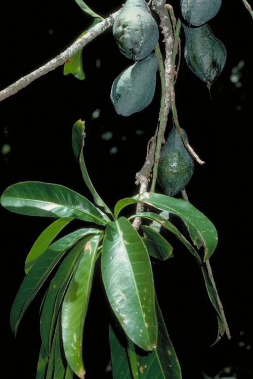 Barringtonia calyptrata