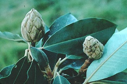 Magnolia iltisiana