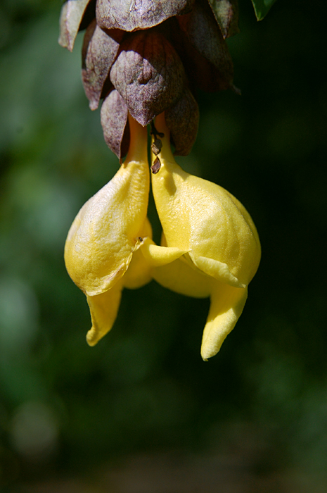 Gmelina philippensis