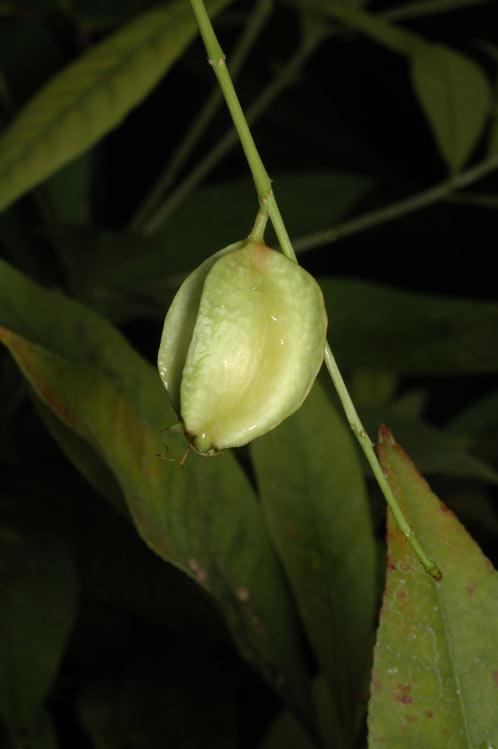 Barringtonia acutangula