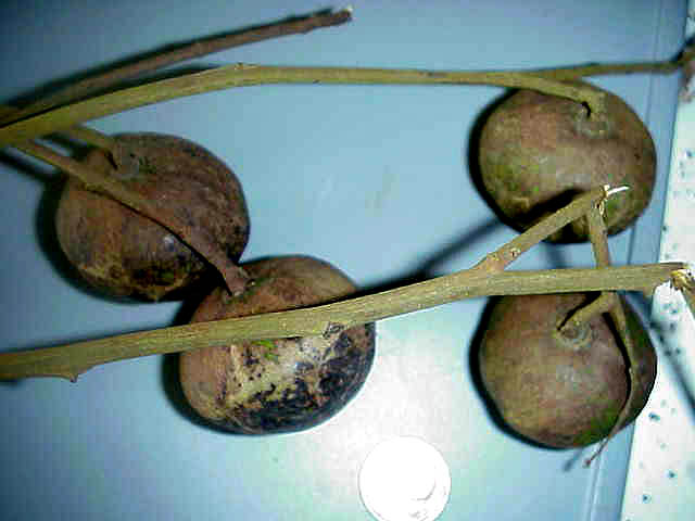 Dracontomelon lenticulatum