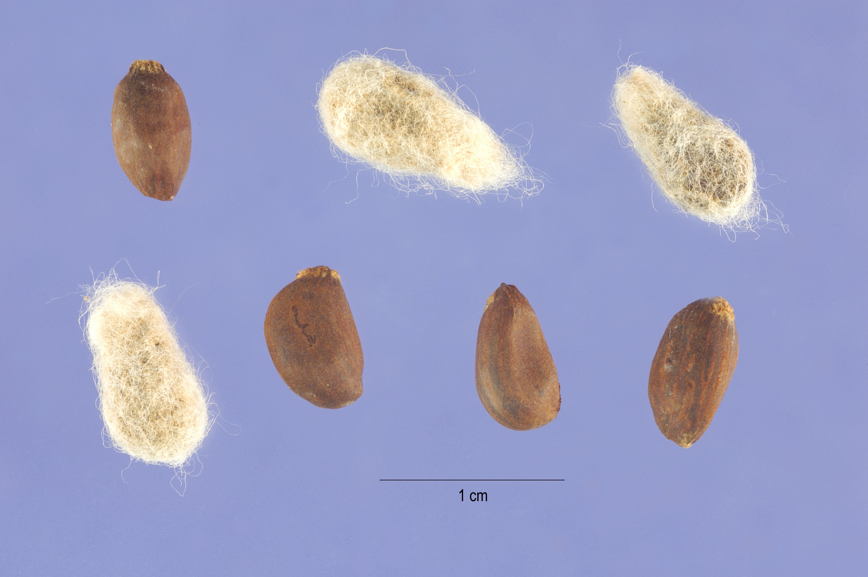 Семена второго поколения. Gossypium_hirsutum_Seeds. Семена хлопчатника. Плесневение семян хлопчатника. Шерстяк волосистый семена.