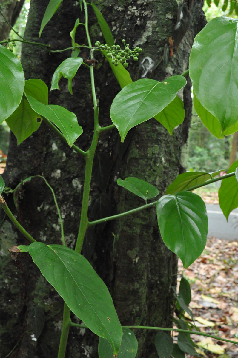 Hydnocarpus alcalae