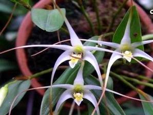 Dendrobium utile