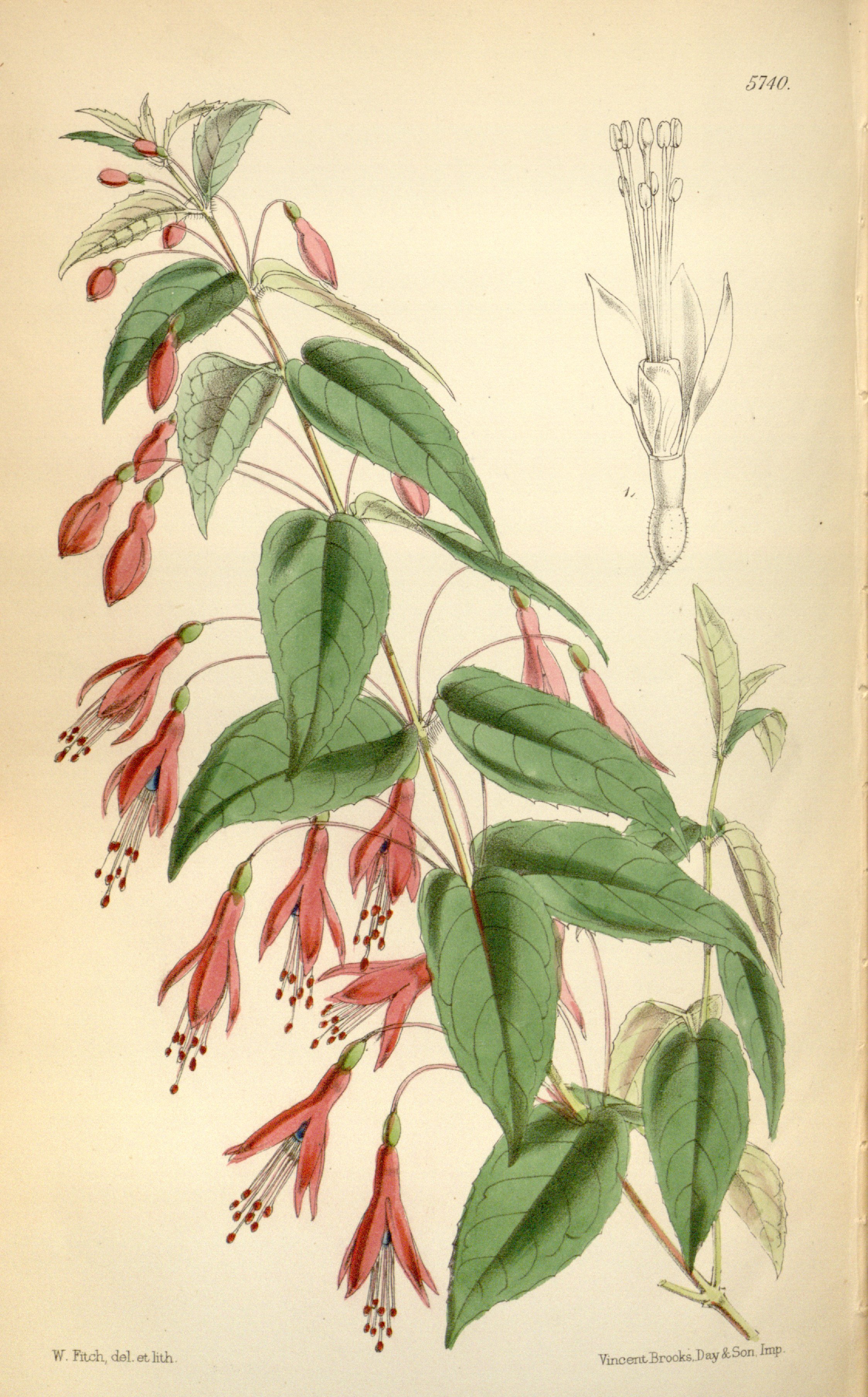 Fuchsia coccinea Images - Useful Tropical Plants