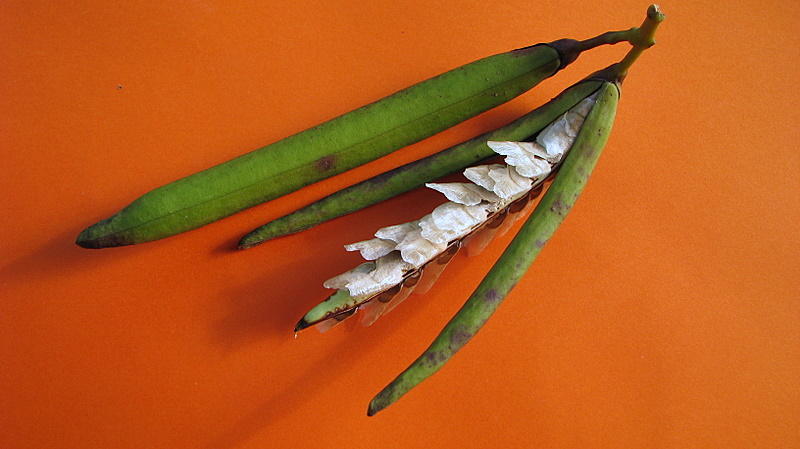 Tabebuia stenocalyx