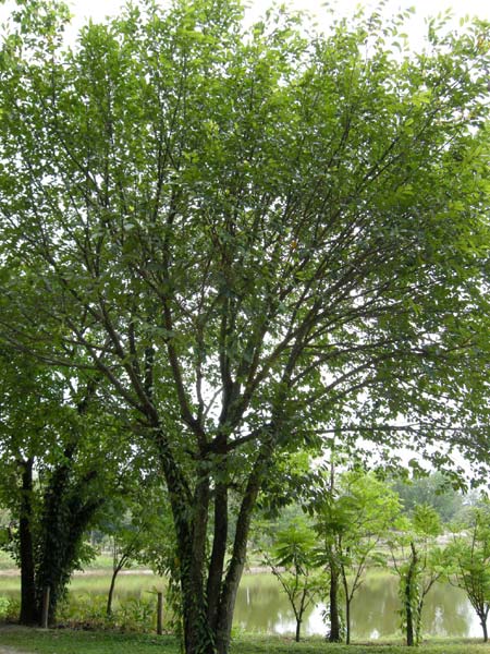 Artocarpus lacucha
