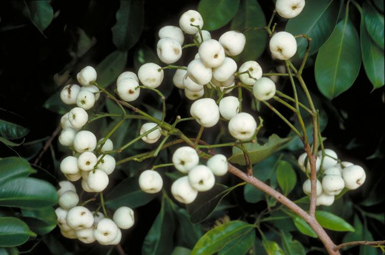 Syzygium pseudofastigiatum