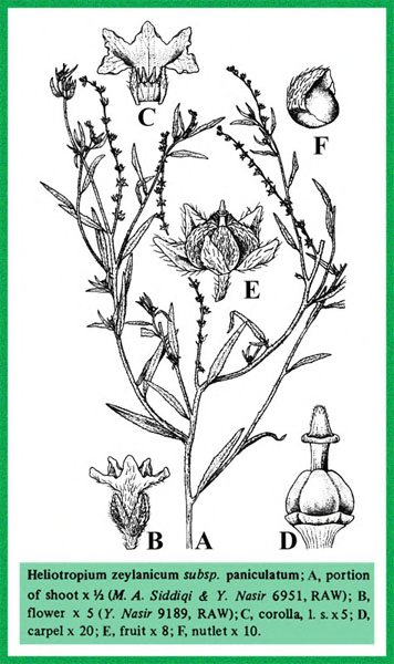Heliotropium zeylanicum