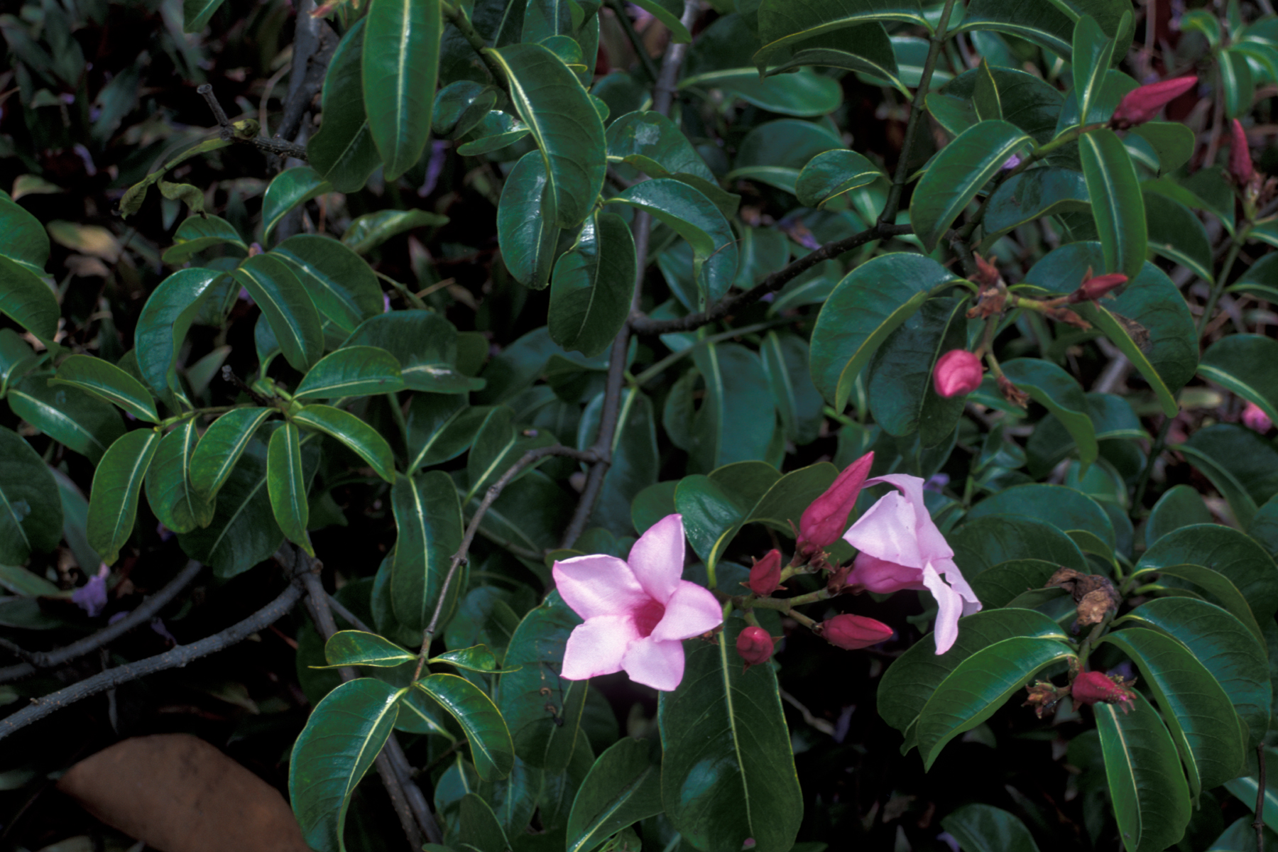 Cryptostegia grandiflora hi-res stock photography and images - Alamy