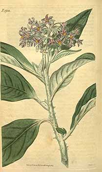 Solanum giganteum