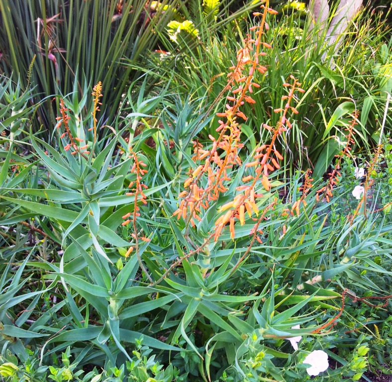 Aloe tenuior