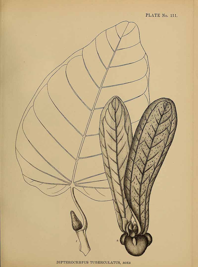Dipterocarpus tuberculatus