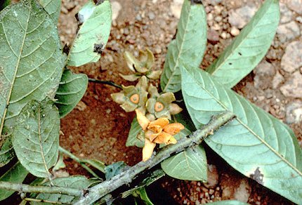 Guatteria ouregou