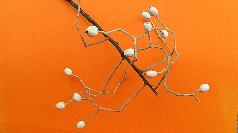 Sparattanthelium botocudorum