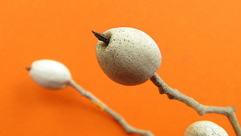 Sparattanthelium botocudorum