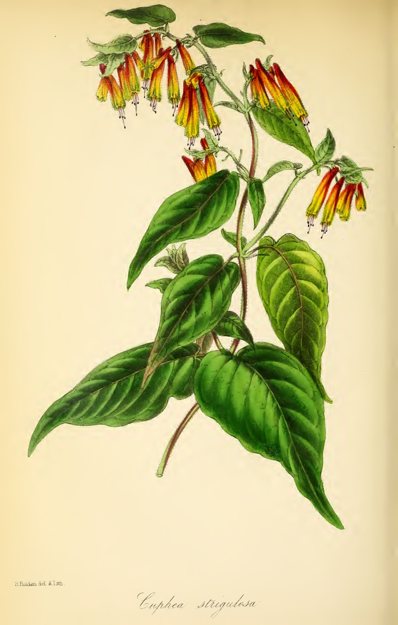 Cuphea strigulosa Images - Useful Tropical Plants