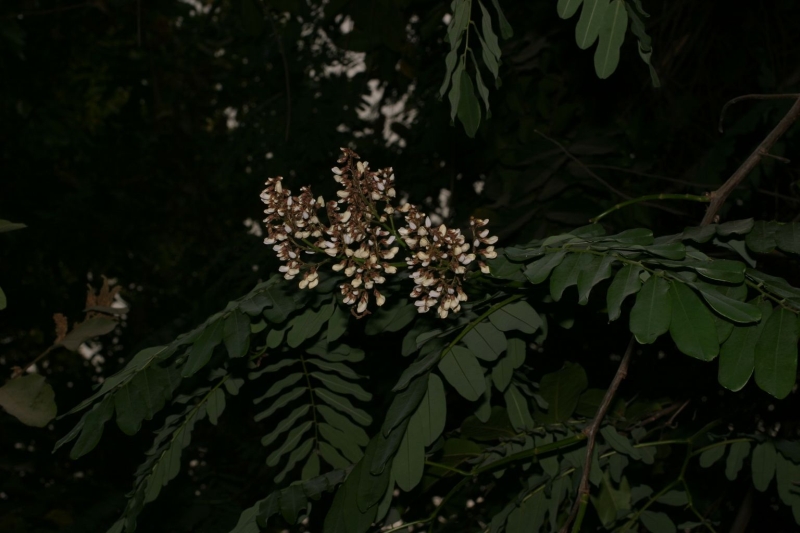 Dalbergia saxatilis