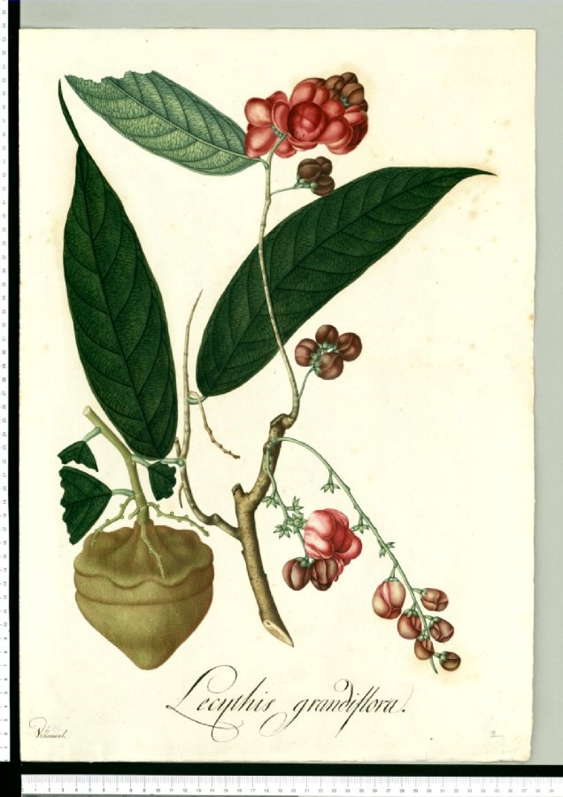 Eschweilera grandiflora
