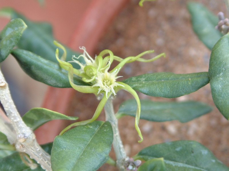 Fockea angustifolia